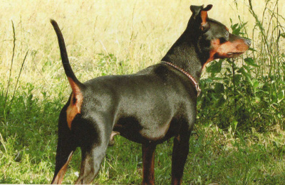 PINSERI  POSTIKORTTI
