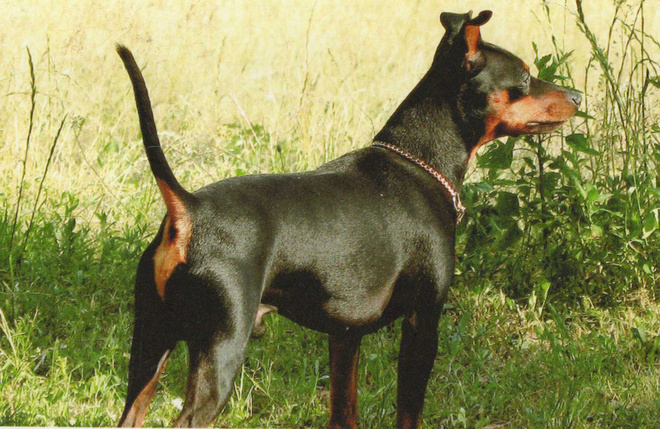 PINSERI  POSTIKORTTI