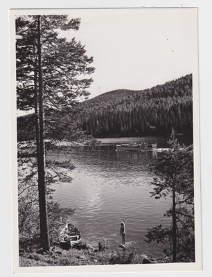 Lieksa: Koli