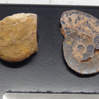 AMMONITES 400 - 65 MILLION YEARS AGO - pikkukuva 3