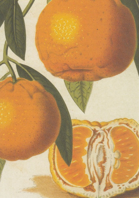 Appelsiini - Citrus tangerina