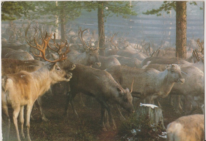 Poroedotus Hanhiselän aidassa p174