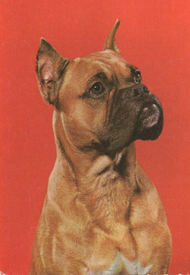 BOKSERI POSTIKORTTI