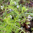 Peltovirvilä (Ervilia hirsuta), siemeniä 50 kpl - pikkukuva 3