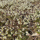 Kevätkynsimö ( Draba verna), siemeniä 200 kpl - pikkukuva 3