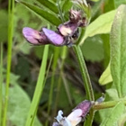 Aitovirna (Vicia sepium), siemeniä 50 kpl - pikkukuva 1