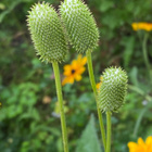 Virginianvuokko (Anemone virginiana), siemeniä 50 kpl - pikkukuva 2