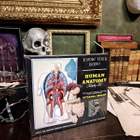 Renwal “Human Anatomy” Assembly Kit – Yhdysvallat, 1950–1960 - pikkukuva 5