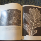 Andreas Feininger: Experimental Work - pikkukuva 3