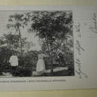 Puutarha Ondangan lähetysasemalla Afrikassa, mv pk, p. 1909 - pikkukuva 1