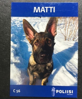 Saksanpaimenkoira 5 kk Matti