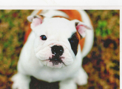 BULLDOG POSTIKORTTI