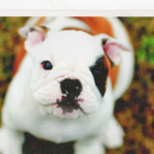 BULLDOG POSTIKORTTI - pikkukuva 1