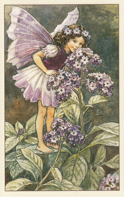 Cicely Mary Barker: Kukkakeijut heliotrooppi