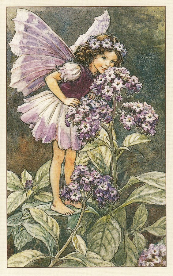 Cicely Mary Barker: Kukkakeijut heliotrooppi