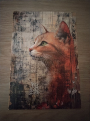 Kissa kortti kulkematon.