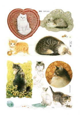 KIILTOKUVA °°IHANAT KISSAT°° /Ivory Cats