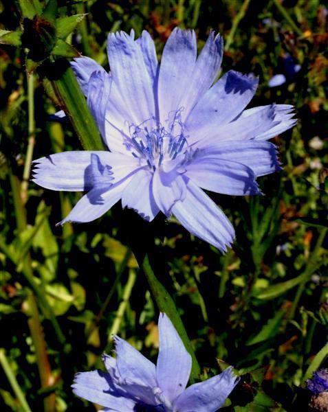 Sikuri (Cichorium intybus), siemeniä 50 kpl