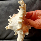 Suuri koristekotilo Chicoreus ramosus 19cm - pikkukuva 3