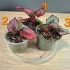 Begonian taimia 3kpl - pikkukuva 1
