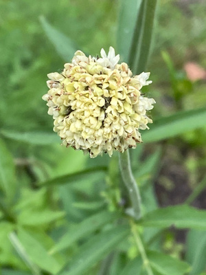 Alppikirahvinkukka (Cephalaria alpina), siemeniä 30 kpl