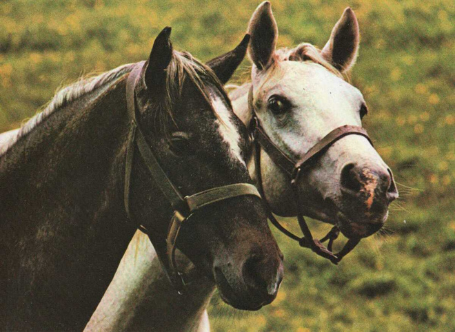 HEVONEN POSTIKORTTI  -  LIPIZZANERIN YKSIVUOTIAAT