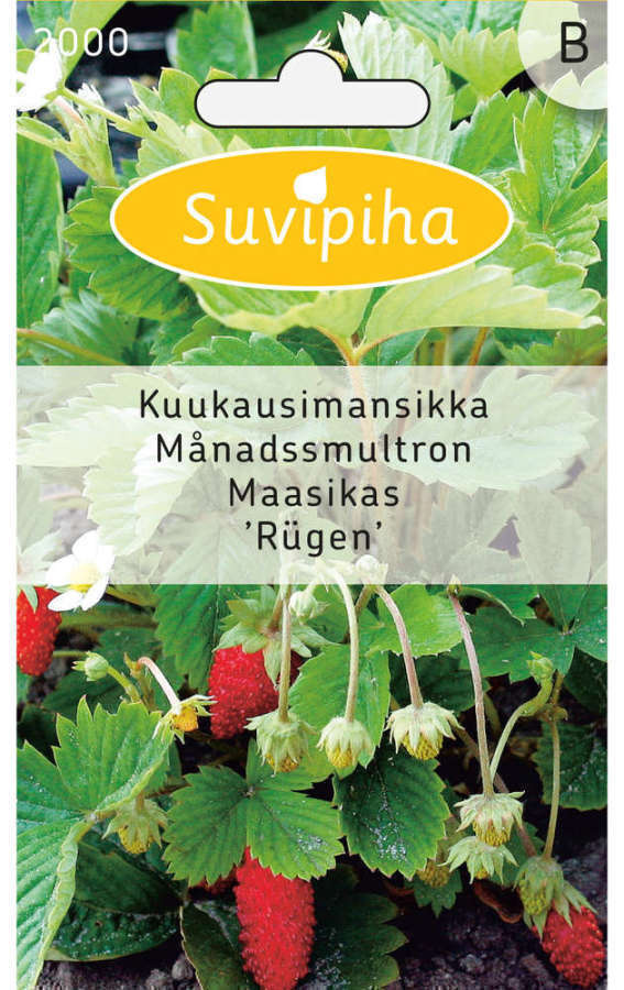 Kuukausimansikka siemenet - Rügen #