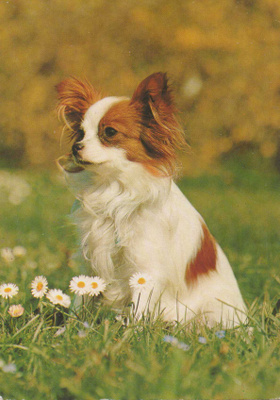 PAPILLON POSTIKORTTI