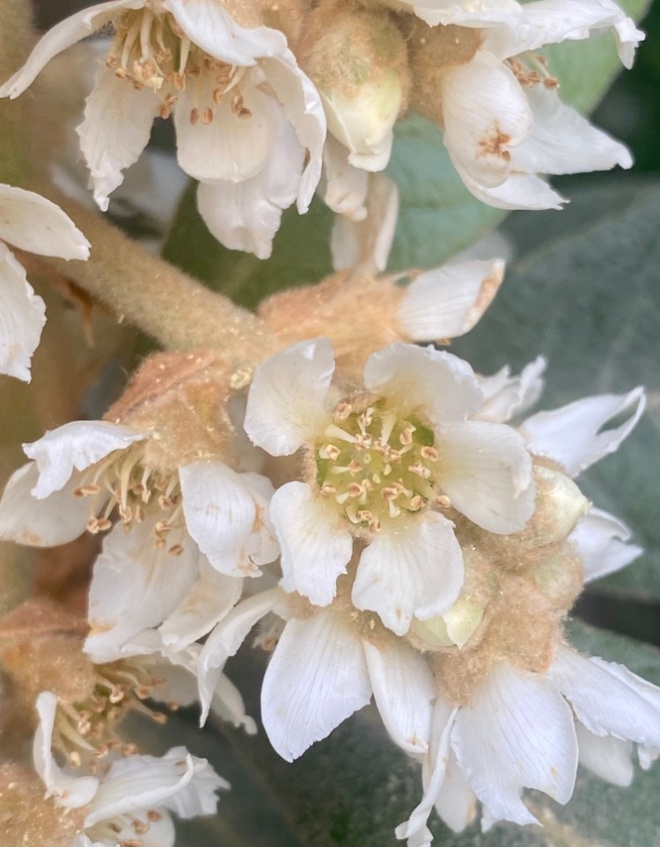 Japaninmispeli (Eriobotrya japonica), siemeniä 5 kpl