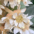 Japaninmispeli (Eriobotrya japonica), siemeniä 5 kpl - pikkukuva 1