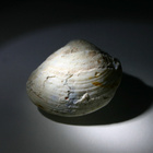 Opalisoitunut simpukankuori kokonainen 35.8 mm / 92.96 ct - pikkukuva 5