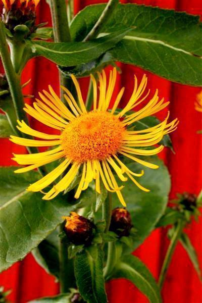Isohirvenjuuri (Inula helenium), siemeniä 50 kpl