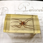 Natura Obscura – Entomologinen näyte no. 354 - pikkukuva 3
