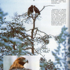 Suomen Luonto n:o 1 1993 Turvapaikka Korkeasaaressa. Marjaku - pikkukuva 3