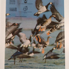 Goose populations of the Western Palearctic : a review of... - pikkukuva 2