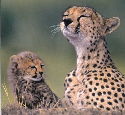 Gepardit, Kenia (neliökortti)
