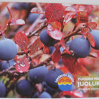 Vuoden marja 2010, juolukka, kulkematon - pikkukuva 1