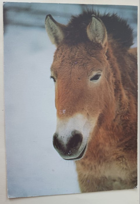 Przewalskin hevonen, kuva Ilkka Koivisto, p. 1982