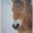 Przewalskin hevonen, kuva Ilkka Koivisto, p. 1982 - pikkukuva 1