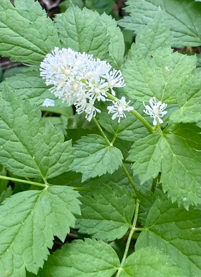Mustakonnanmarja (Actaea spicata), siemeniä 50 kpl