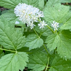 Mustakonnanmarja (Actaea spicata), siemeniä 50 kpl - pikkukuva 1