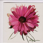 kortti **  Immonen Minna Gerbera - erilaisia kukkakortteja - pikkukuva 1