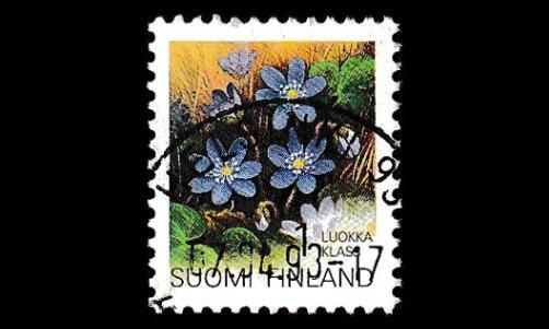 1160 o Sinivuokko loisto Helsinki 17.4.93 (1992)