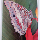 Robert Goodden : All colour book of butterflies - pikkukuva 2