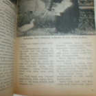 Filmitähti-lehti nro 8, 1957 - pikkukuva 3