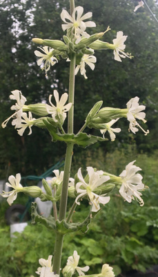 Tahma-ailakki (Silene viscosa), siemeniä 50 kpl