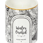 Tuoksukynttilä Winter Orchid - pikkukuva 5