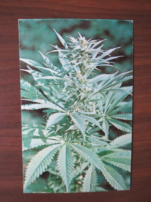 Cannabis Sativa valokuvakortti