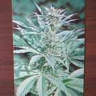 Cannabis Sativa valokuvakortti - pikkukuva 1