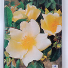 Xenia Field : Xenia field's book of roses - pikkukuva 2